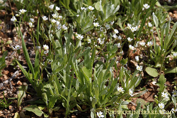 Erophila minima,Smallest whitlowgrass, Spring Whitlowgrass, אביבית זעירה