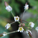 Erophila minima, ישראל, פרחים, צמחי בר