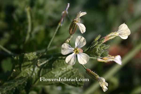 Flores, Israel, Eruca sativa, Garden Rocket, Roquette, Arugula, בן-חרדל מצוי ,רוֹקֶט  ,ארוגולה, جرجير