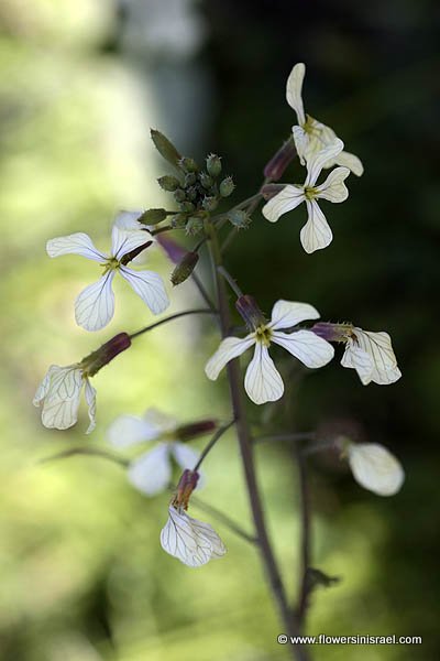 Eruca sativa, Garden Rocket, Roquette, Arugula, בן-חרדל מצוי ,רוֹקֶט  ,ארוגולה, جرجير