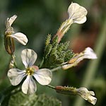 Eruca sativa, Israel, green wildflowers