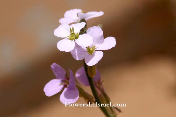 Flowers in Israel online, Native plants