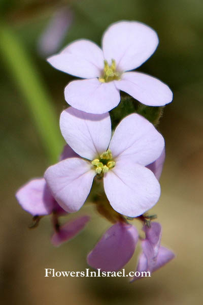 Erucaria hispanica,Erucaria myagroides, Spanish pink mustard, שלח ספרדי,שלח מצוי