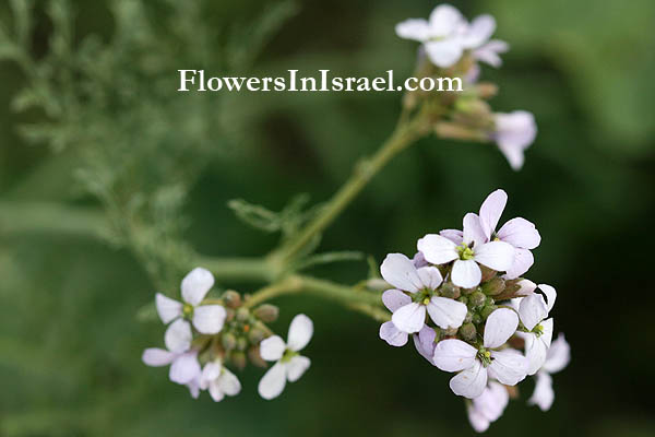 Erucaria hispanica,Erucaria myagroides, Spanish pink mustard, غراء , ام قرين ,שלח ספרדי,שלח מצוי