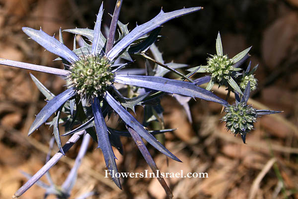 Eryngium creticum, Field Eryngo, חרחבינה מכחילה, قرصعنة