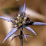 Eryngium creticum, ישראל, פרחים, צמחי בר