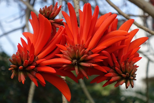 Erythrina corallodendron, Erythrina corallodendrum, Coral Bean Tree, Coral tree, West Indian Coral Tree, אלמוגן רחב-עלים