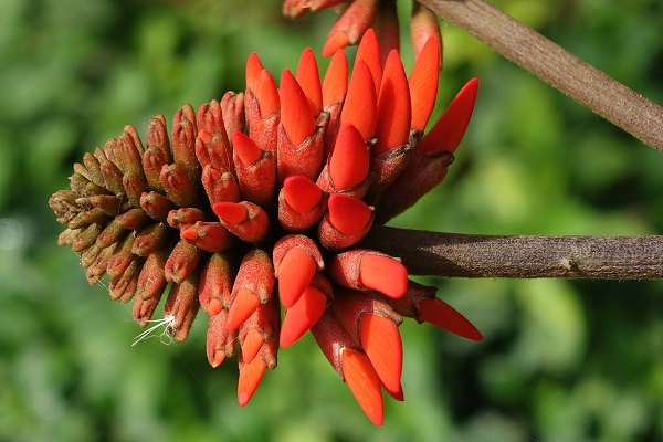 Flowers of Israel - Erythrina corallodendron, Erythrina corallodendrum, Coral Bean Tree, Coral tree, West Indian Coral Tree, אלמוגן רחב-עלים