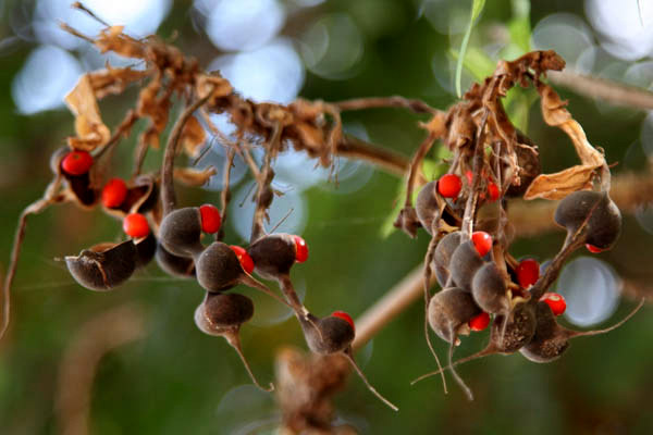 Erythrina corallodendron, Erythrina corallodendrum, Coral Bean Tree, Coral tree, West Indian Coral Tree, אלמוגן רחב-עלים