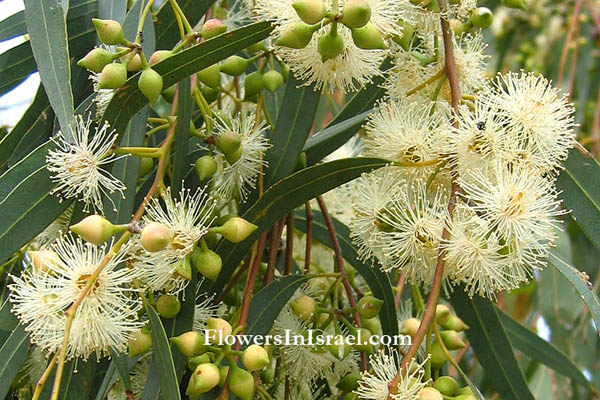 Eucalyptus Camaldulensis Alveole Eukalyptus River Red Gum Pflanze Plant 