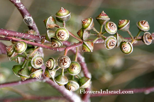 Eucalyptus camaldulensis, River-Red-gum, אקליפטוס המקור,كينا