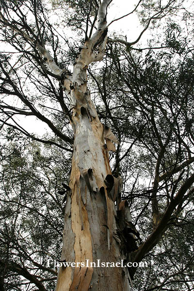 Eucalyptus camaldulensis, River-Red-gum, אקליפטוס המקור,كينا