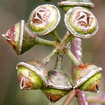 Eucalyptus camalidulensis, Israel, green wildflowers