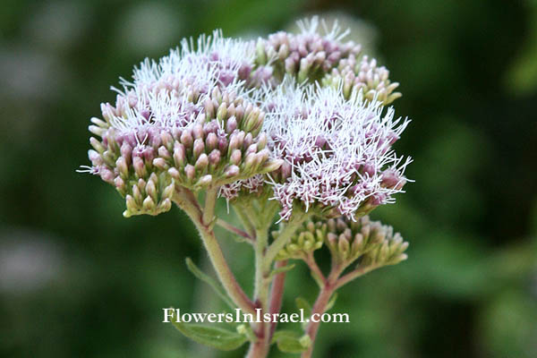 Israel wildflowers and native plants