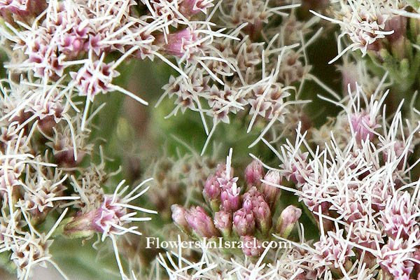 Eupatorium cannabinum, Common Hemp-Agrimony, اوبتريوم قنبي ,הביצות גדותן,אבפטוריון הביצות