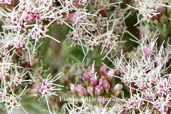 Eupatorium cannabinum, Common Hemp-Agrimony, اوبتريوم قنبي ,הביצות גדותן,אבפטוריון הביצות