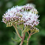 Eupatorium cannabinum, Israel, Purple Flowers