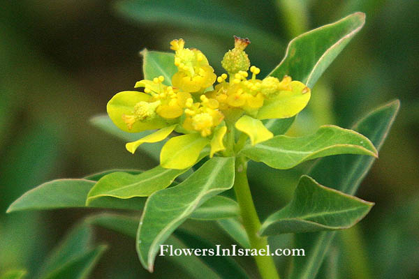 Flora of Israel, Euphorbia erinacea,Spiny spurge, חלבלוב קוצני, Euphorbiaceae, חלבלוביים