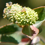 Euphorbia erinacea, Israel, green wildflowers