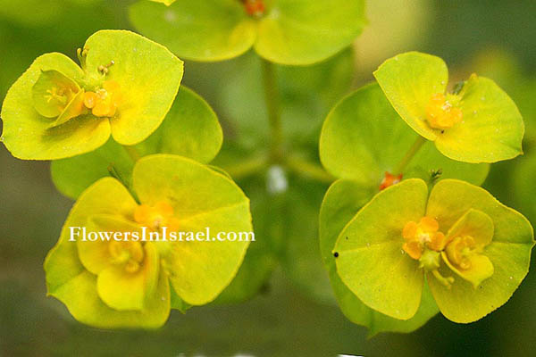 Israel Flowers, Euphorbia falcata, Crescent Spurge, Sickle-leaved Spurge, Sickle Spurge, حلبوب , حلبلوب, חלבלוב מגלי