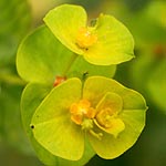 Euphorbia falcata, Israel, Yellow colored flowers