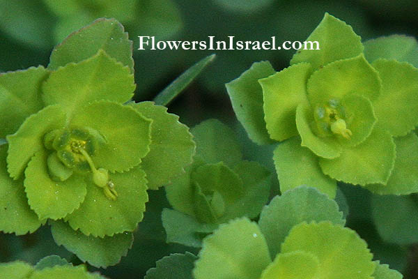 Flores en Israel, Euphorbia helioscopia, Sun spurge, Wartwort, Cat's milk, חלבלוב השמש, حليب الريبة , حلابة , حلبلوب