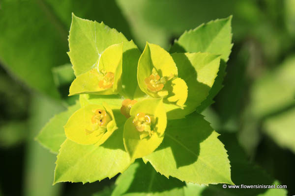Euphorbia helioscopia,Sun spurge, Wartwort, Cat's milk, חלבלוב השמש 