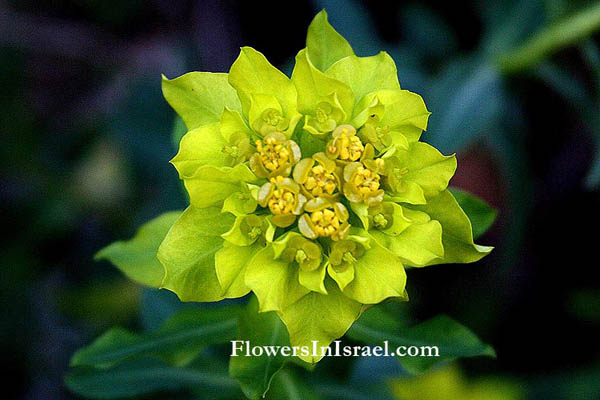 Israel, Flowers, Euphorbia hierosolymitana, Euphorbia thamnoides, Jerusalem Spurge,حلببون , حلبلوب المقدس,חלבלוב מגובשש