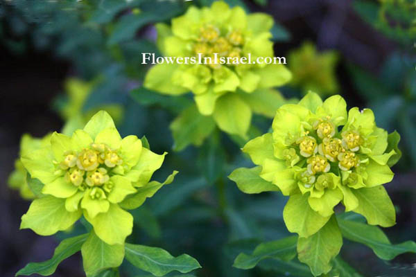 Euphorbia hierosolymitana, Euphorbia thamnoides, Jerusalem Spurge,حلبوب ,חלבלוב מגובשש