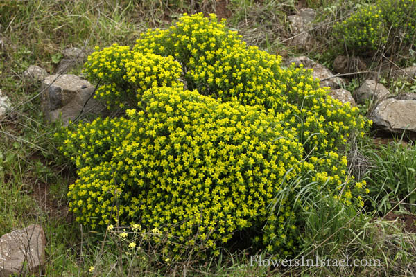 Israel, Native plants, Palestine, Nature, Flowers