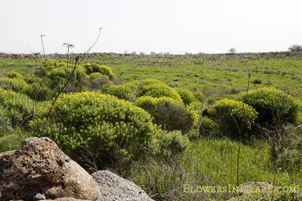 Flowers of Israel online, native plants