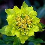 Euphorbia hierosolymitana, Israel, Yellow colored flowers