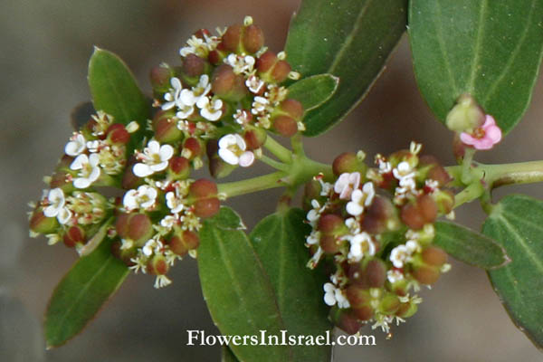 Flores en Israel, Euphorbia maculata, Euphorbia nutans, Spotted Spurge, Chamaesyce maculata, חלבלוב נטוי