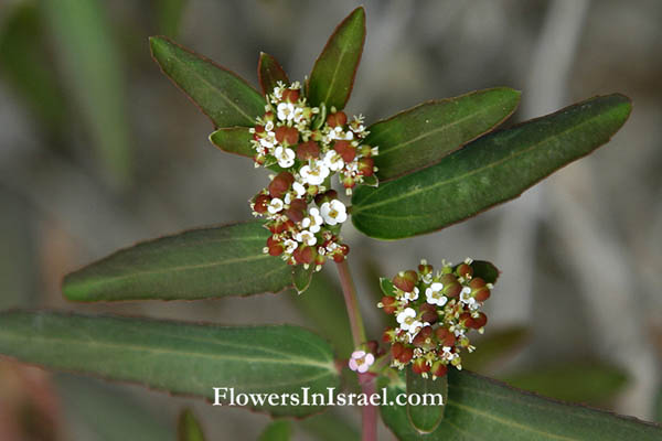 Euphorbia maculata, Euphorbia nutans, Spotted Spurge, Chamaesyce maculata, חלבלוב נטוי
