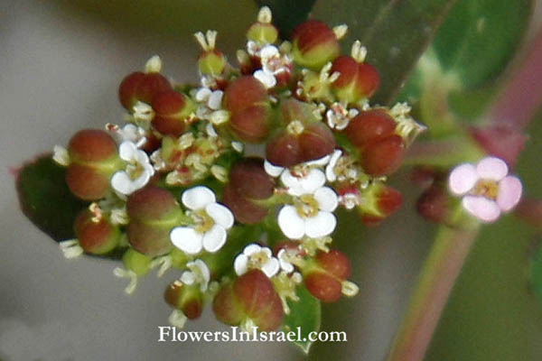 Israel flowers online