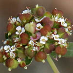 Euphorbia maculata, ישראל, פרחים, צמחי בר