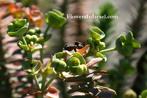 Israel Flora, Euphorbia paralias, Sea Spurge, חלבלוב הים,Euphorbiaceae, חלבלוביים