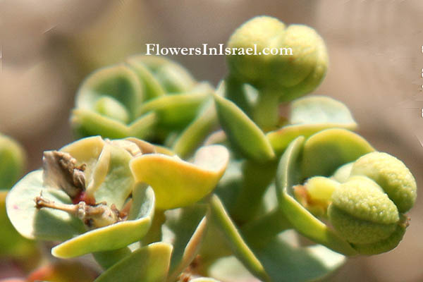 Israel flowers online