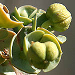 Euphorbia paralias, Israel, green wildflowers