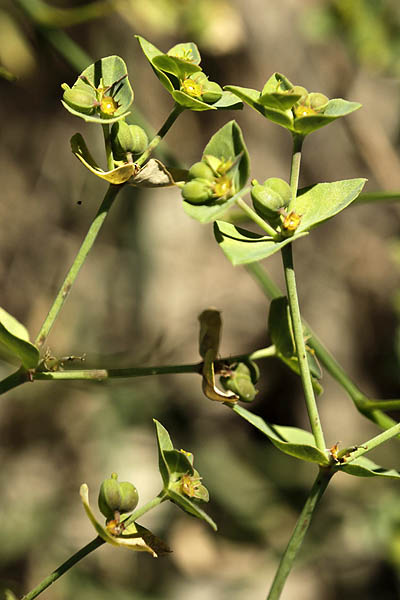 Euphorbia terracina, Geraldton carnation weed, False Caper, Terracina Spurge, חלבלוב החוף