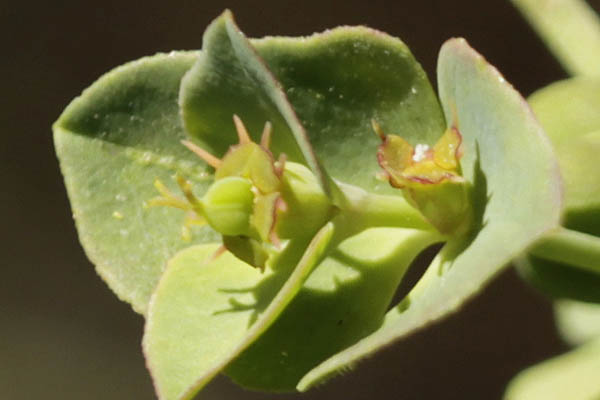 Euphorbia terracina, Geraldton carnation weed, False Caper, Terracina Spurge, חלבלוב החוף