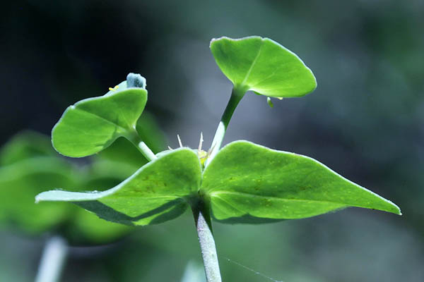 Euphorbia terracina, Geraldton carnation weed, False Caper, Terracina Spurge, חלבלוב החוף