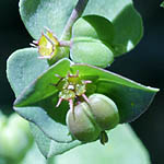 Euphorbia terracina, Israel, green wildflowers