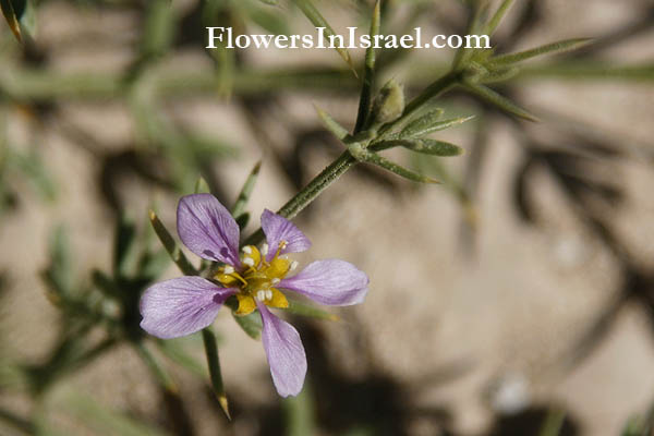 Fagonia arabica, Fagonia cretica, Cretan prickly clover,  شويكه, פגוניה ערבית