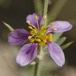 Fagonia arabica, ישראל, פרחי בר, פרחים וורודים