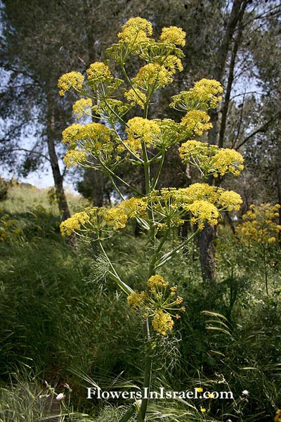 Ferula communis, Common Giant Fennel, כלך מצוי,Umbelliferae, Apiaceae, סוככיים