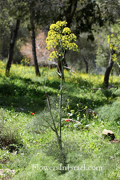 Ferula communis, Common Giant Fennel, כלך מצוי