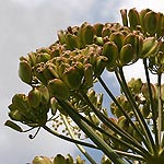 Ferula communis, Israel, Yellow colored flowers