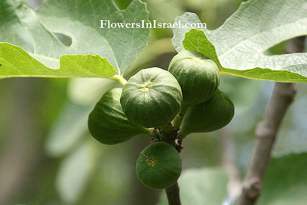 Plant A Tree In Israel Meaning