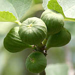 Ficus carica, Israel, green wildflowers